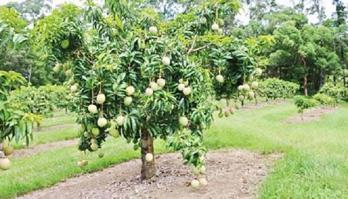 Mango Trading Starts Getting Vibrant in Rajshahi Markets
