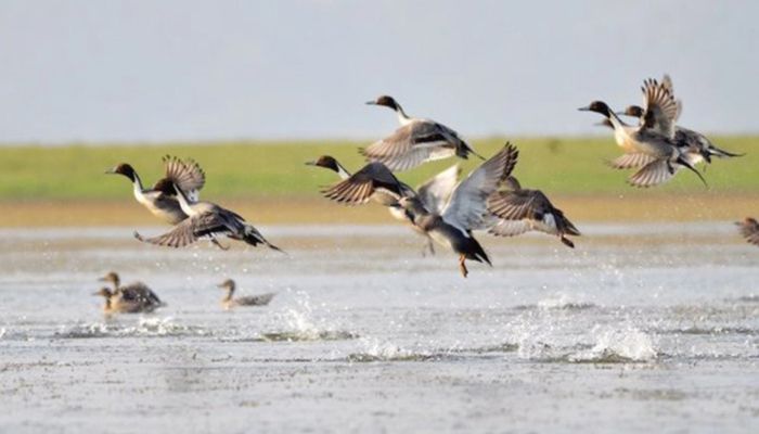Environment Minister for Protecting Migratory Birds