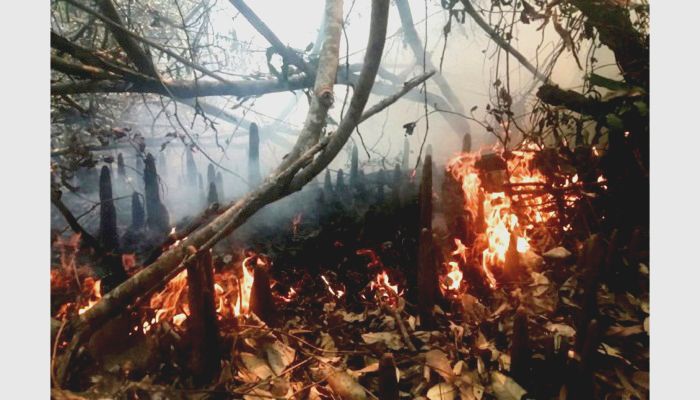 Sundarbans Fire Under Control; Probe Body Formed