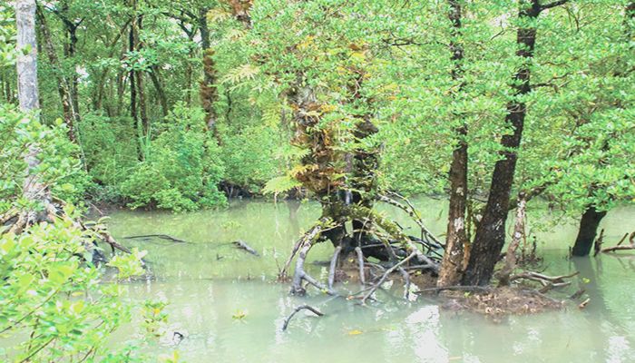 Sundarbans: 4 bodies Formed to Assess Damage