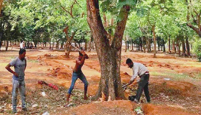 Writ Filed against Tree Cutting at Suhrawardy Udyan