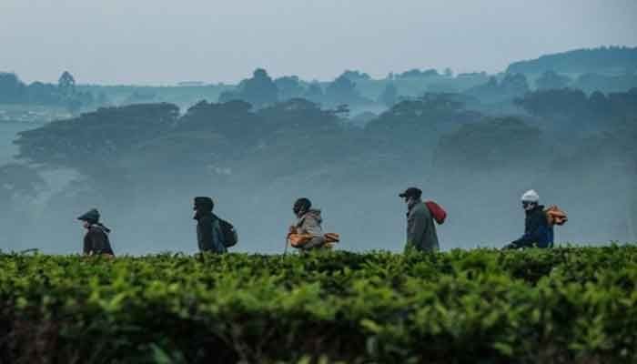 Climate to Ravage Kenya’s Tea production  