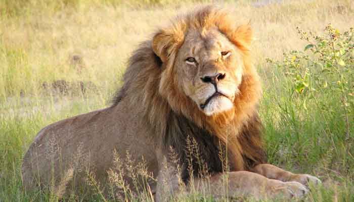 8 Asiatic Lions Test Positive in COVID-19, First in India