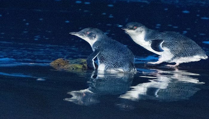 Citing a government survey, BirdLife Tasmania said a population of little penguins that numbered 3,000 breeding pairs in 2012 had disappeared from the island. || Photo: Collected 