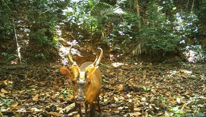 Rare Giant Barking Deer Spotted in Cambodia