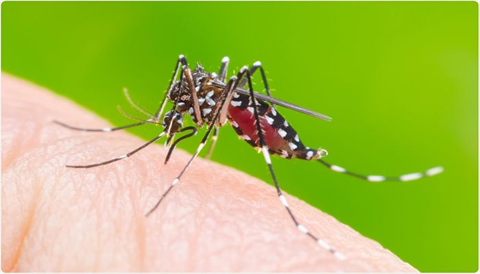Dengue is a mosquito-borne viral infection, found in tropical and sub-tropical climates worldwide, mostly in urban and semi-urban areas. || Photo: Collected 
