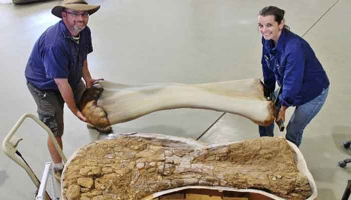 Australia’s Largest Dinosaur Identified As New Species  