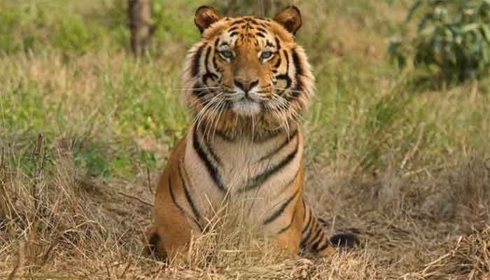 Tiger Population Rising in the Sundarbans: PM 