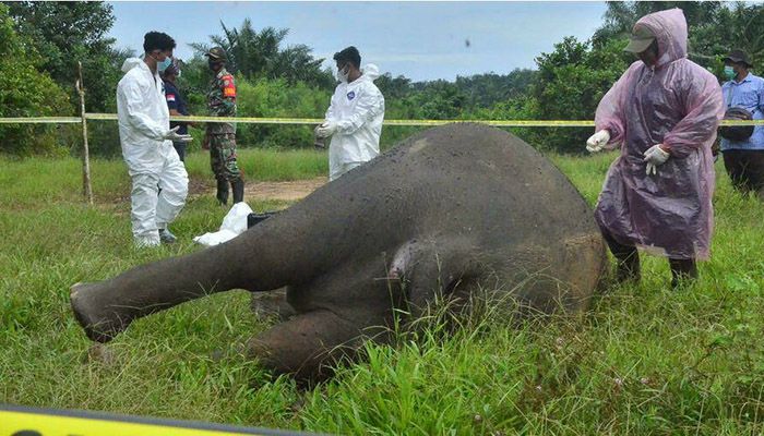 Sumatran Elephant Found Beheaded in Indonesia 