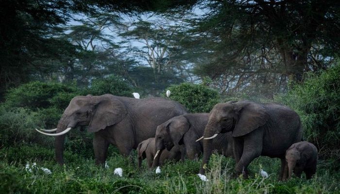 To Track Elephants, Scientists Keep an Ear to the Ground