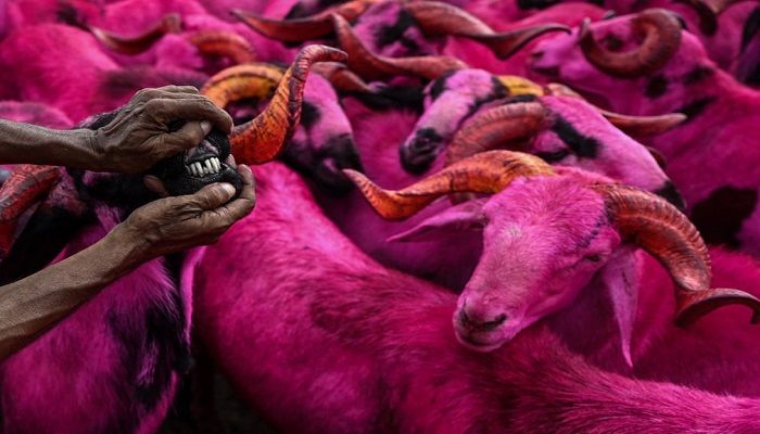 (Chennai, India) Sacrificial animals are sold ahead of the Muslim festival of Eid al-Adha in Chennai. (Photograph: Arun Sankar/AFP/Getty)