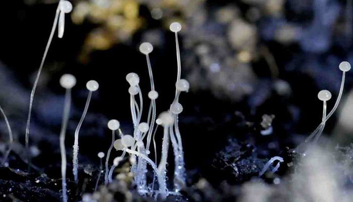 First Black Fungus Patient Detected in Chattogram