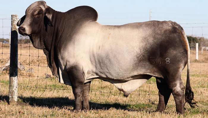 Brahman-breed cow || Photo: Collected 