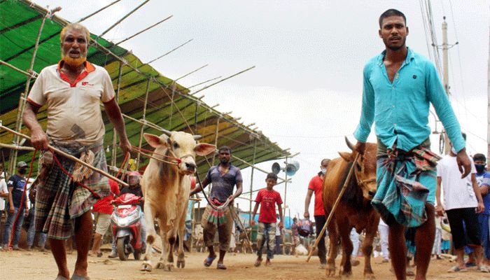 Two cattle traders arrive with sacrificial animals at Balur Math makeshift cattle market in Dhaka’s Postogola crematorium area on July 13, 2021. || Photo: Collected