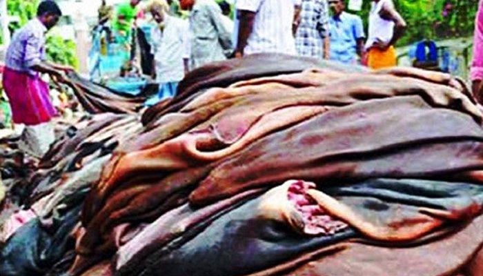 Govt Fixes Rawhide Prices Eyeing Exports 