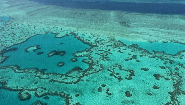 Barrier Reef Outlook Poor despite Coral 'Recovery': Scientists  