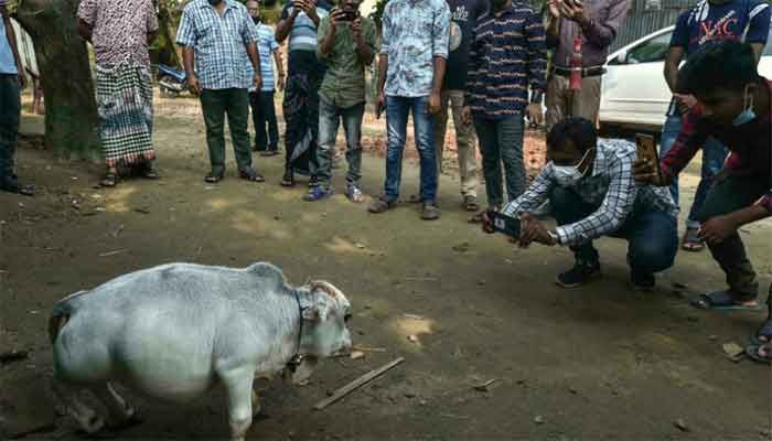People take pictures of a dwarf cow named Rani, whose owners applied to the Guinness Book of Records claiming it to be the smallest cow in the world, at a cattle farm in Charigram, about 25 km from Savar on July 6, 2021. || Photo: AFP