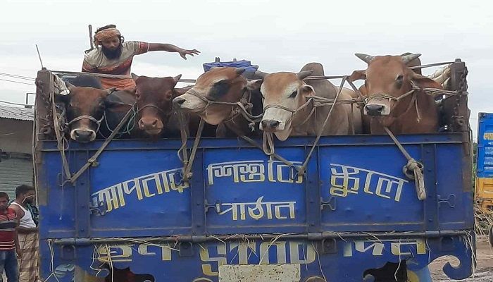 Livestock Ministry for Ensure Smooth Transportation of Sacrificial Animals