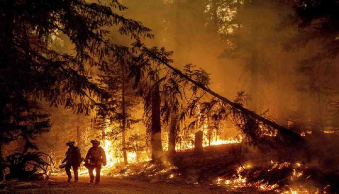 Firefighters light a backfire to stop the Dixie Fire from spreading near Prattville in Plumas County, Calif., on Friday, July 23, 2021. || AP Photo: Collected