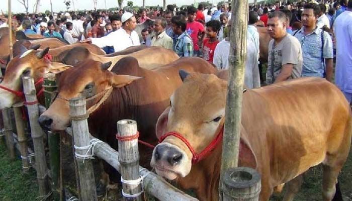 Covid-19 Infection on Rise: What Does Govt Think about 'Qurbani Haat' 