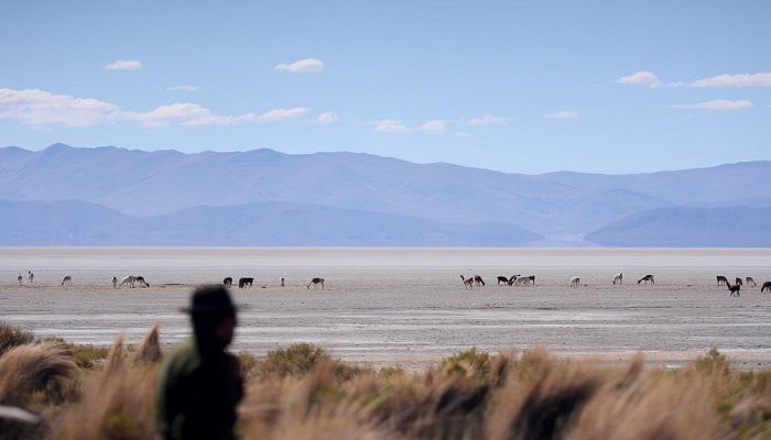 (Isla de Panza, Bolivia) Valerio Rojas looks at his herd of llamas grazing in Lake Poopó, which has dried up because of water diversion and a hotter, drier climate (Photograph: Claudia Morales/Reuters)