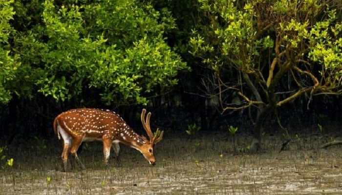 Deer Poacher Arrested with 9 KG Venison in Khulna