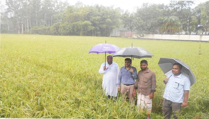Aus Paddy Harvesting Nears Completion in Panchagarh   