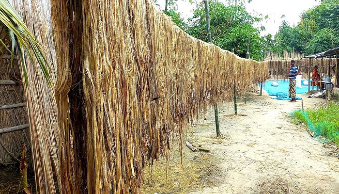 Jute Harvesting Continues in Rajshahi Division, Farmers Delighted 