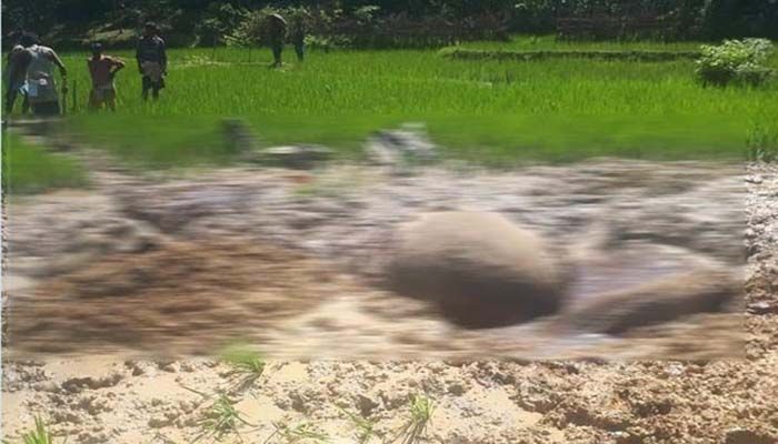 Miscreants kill elephant in Ramu || Photo: Collected 
