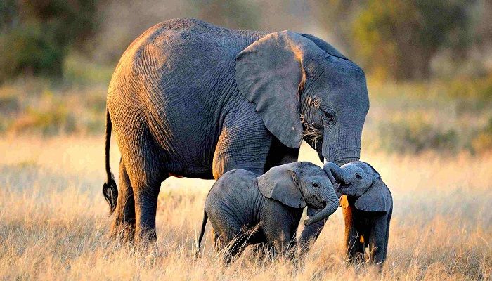 World Elephant Day is Today (Photo: Collected)