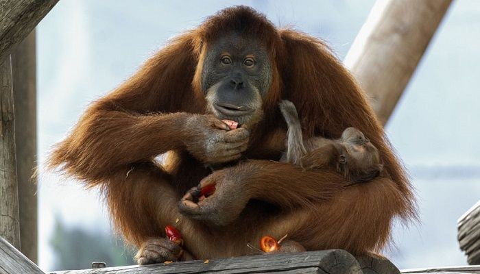 (Tel Aviv, Israel) Female orangutan Tanna holds her two week old baby daughter at the Ramat Gan Safari Park near Tel Aviv. (Photo: Tsafrir Abayov)