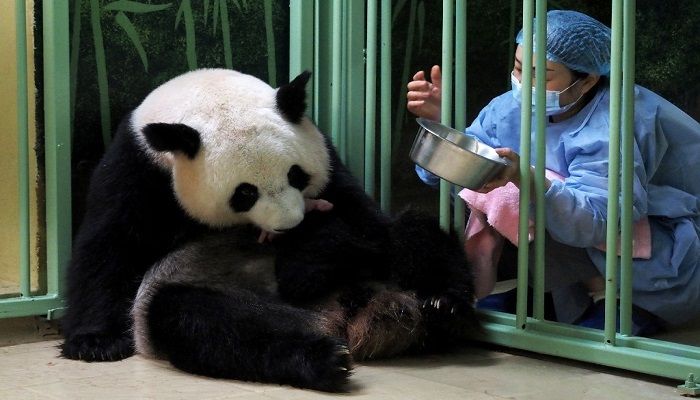 A giant panda on loan to France, gave birth to twin cubs (Photo: Collected)