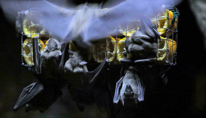 Margus outbreaks are often associated with exposure to colonies of Rousettus bats. || AFP Photo: Collected