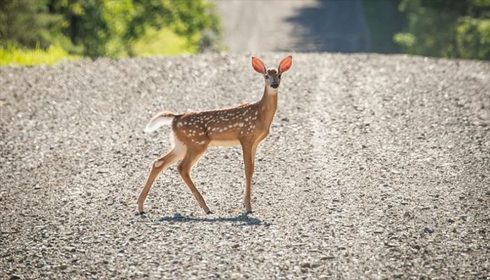 US Reports World’s 1st Deer Infected with Covid-19  