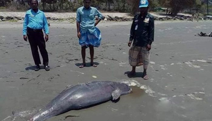 Dead dolphin floating ashore || Photo: Collected 