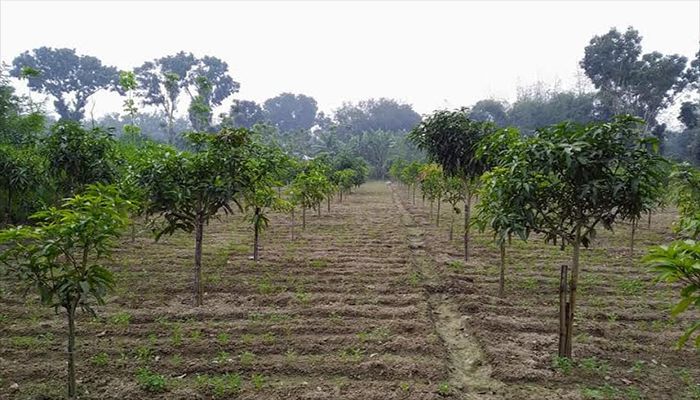 Mango Intercropping Benefits Farmers in Rajshahi 