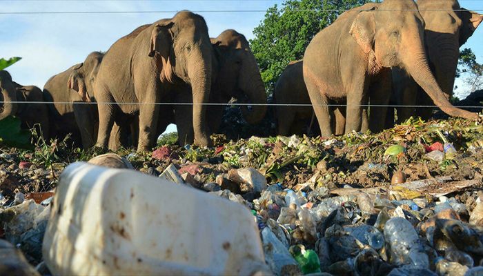 Plastic Threatens Migratory Species in Asia-Pacific: UN  