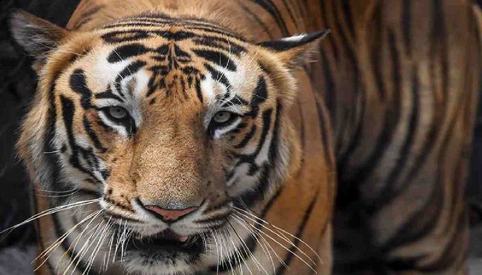 India Wants to Grow Tiger Population by 35% to Protect Forests, Boost Economy   