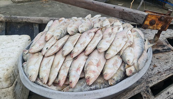 Ban on Catching, Selling, Hoarding Ilish from 4 Oct 