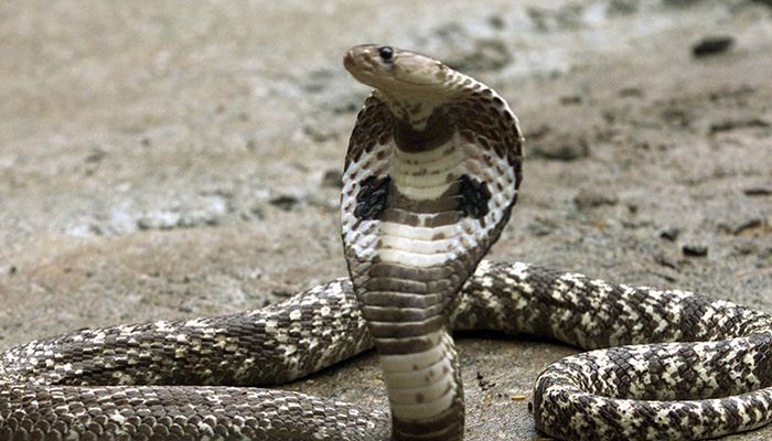 More Than 6,000 Deaths A Year from Snake Bites