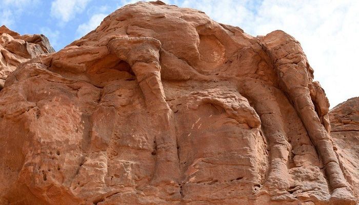 Saudi Arabia Camel Carvings Dated to Prehistoric Era || Photo: Collected 