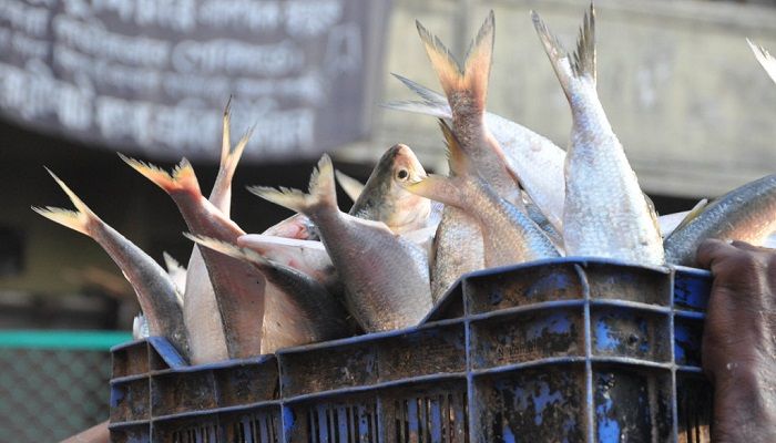 Fishermen Jailed for Defying Ilish Ban
