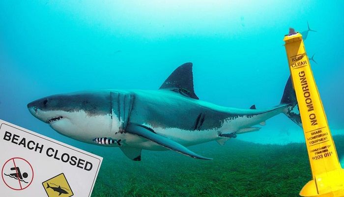 Australian Man 'Stole' Tag from Great White Shark || Photo: Collected 