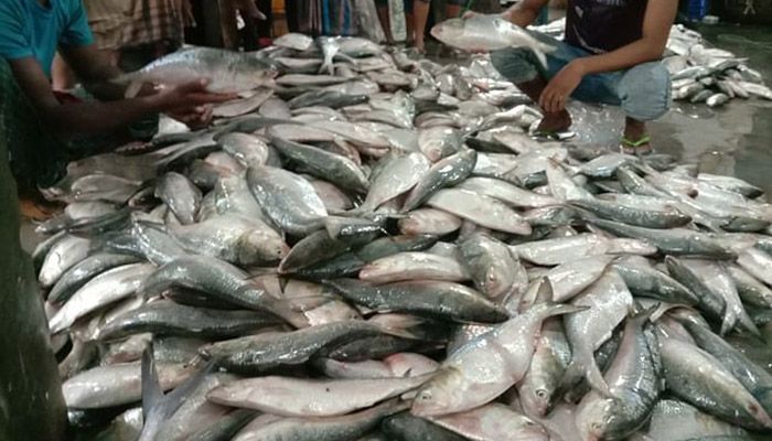 22-Day Ban on Hilsa Catching Begins Sunday     
