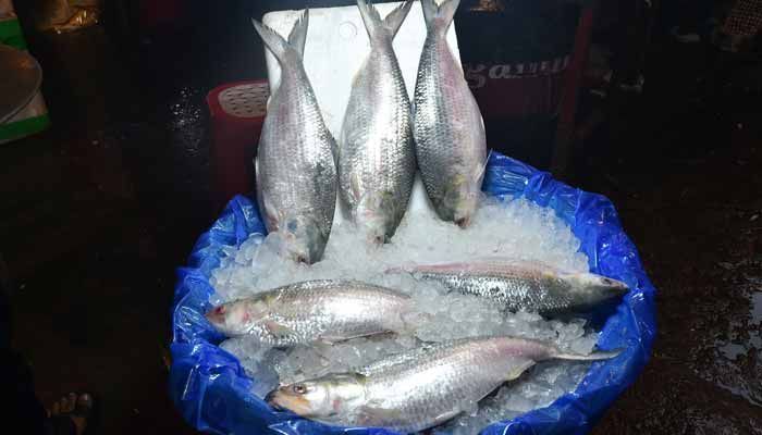 22-Day Ban on Catching Hilsa Ends at Midnight  