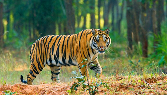 Royal Bengal Tiger || Representational Image 