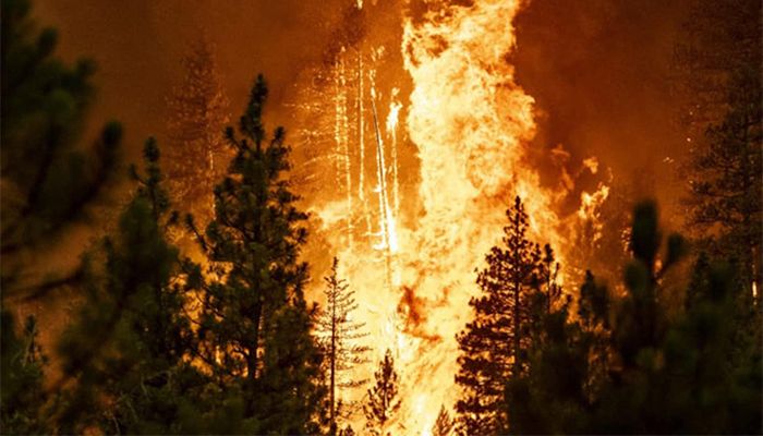 California Wildfires Killed Thousands of Giant Sequoias