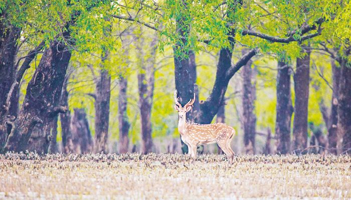 Four Deer Rescued from Gazipur Resort   