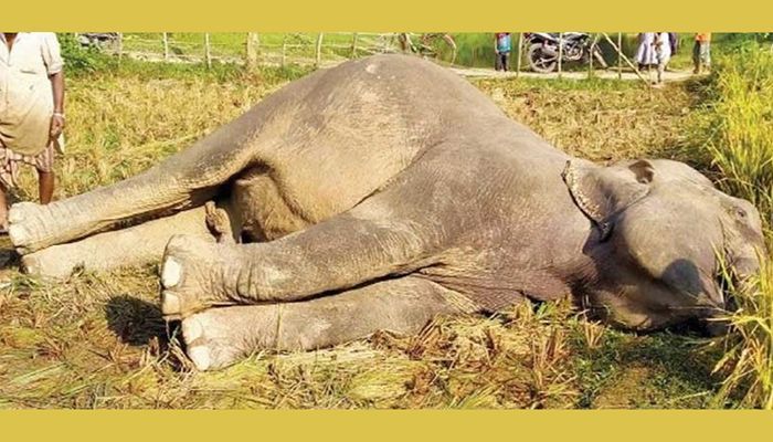 First Elephant Killing Case Lodge in Sherpur  