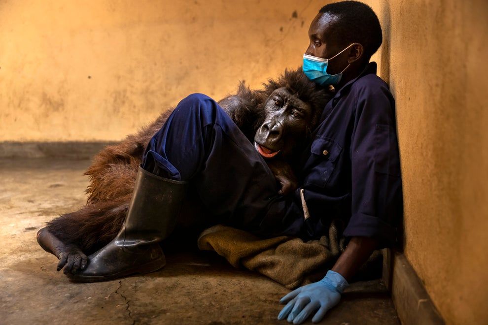 21st September 2021 || Orphaned mountain gorilla, Ndakasi, lies in the arms of her caregiver, Andre Bauma, before dying days later on September 26 after a prolonged illness || Brent Stirton/Getty Images
